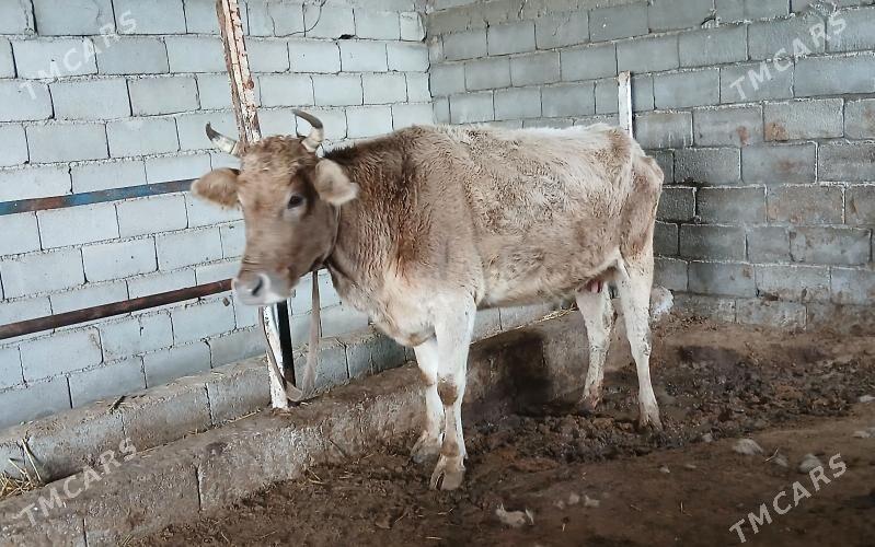 GÖLELİ SYGYR - Бузмеин - img 1