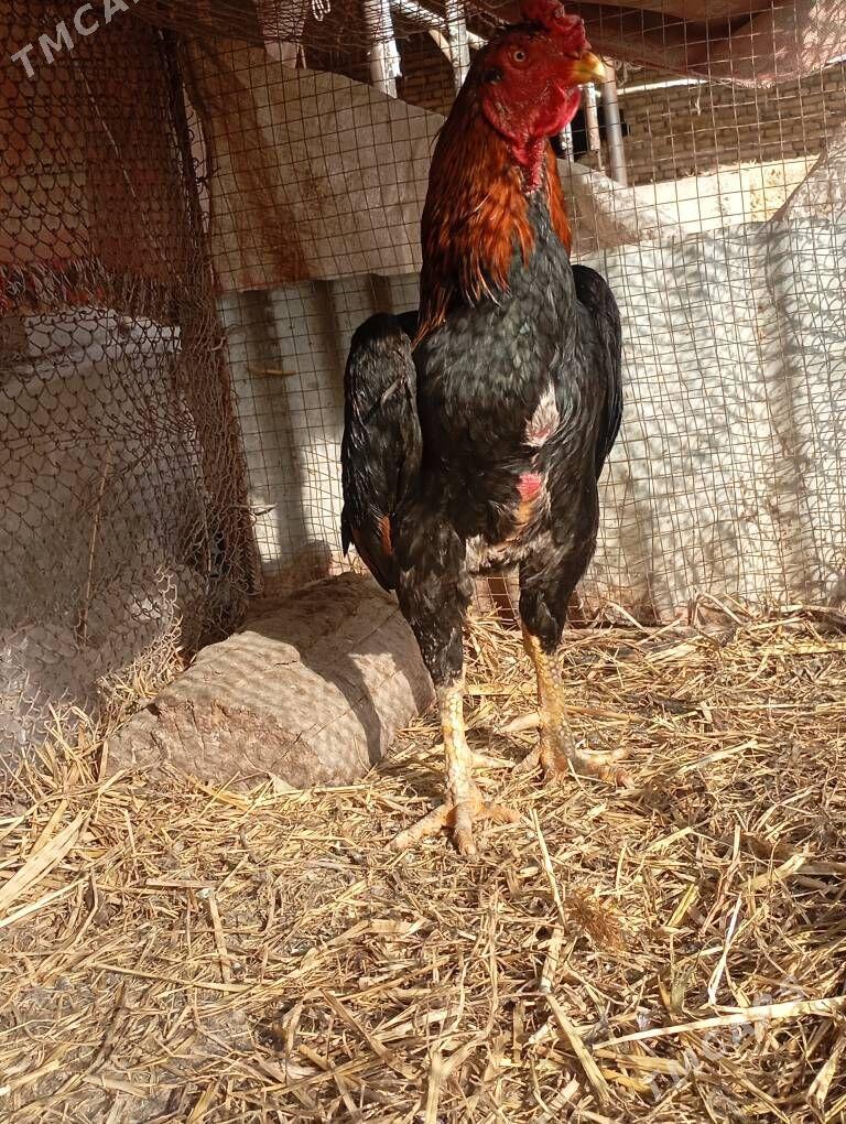 horaz - Dänew - img 1