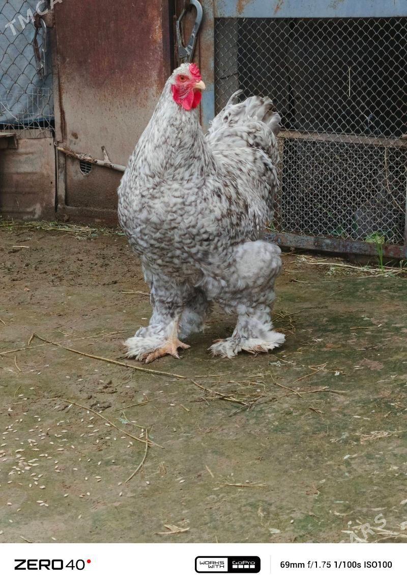 horaz - Ашхабад - img 1