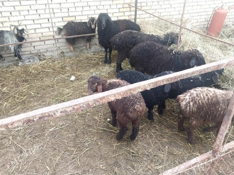 issek - Ак-Бугдайский этрап - img 1