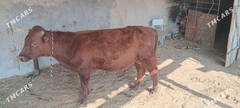 okizler - Мары - img 1