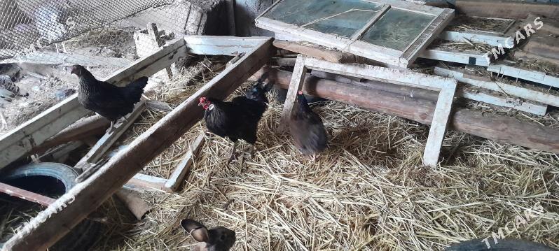 gara towuk we ÿumurtgasy bar - Bagyr - img 1