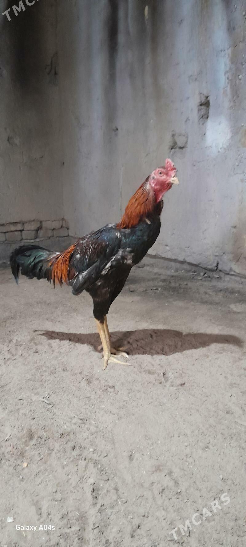 baysow horaz - Мары - img 1