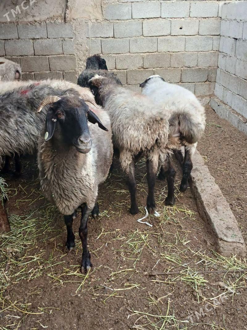 Goyun issek - Ашхабад - img 1