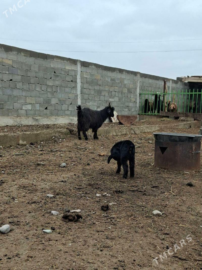 owlakly geci - Гёкдепе - img 1