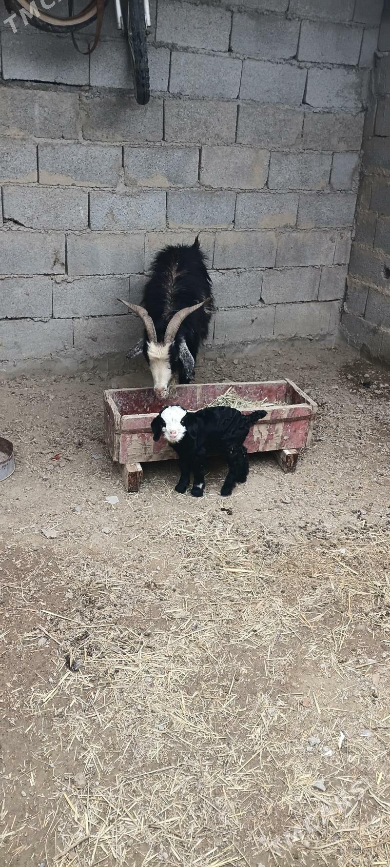 Owlakly Geçi - Бахарден - img 1