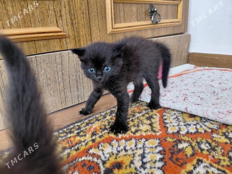 pişijekler - Aşgabat - img 1