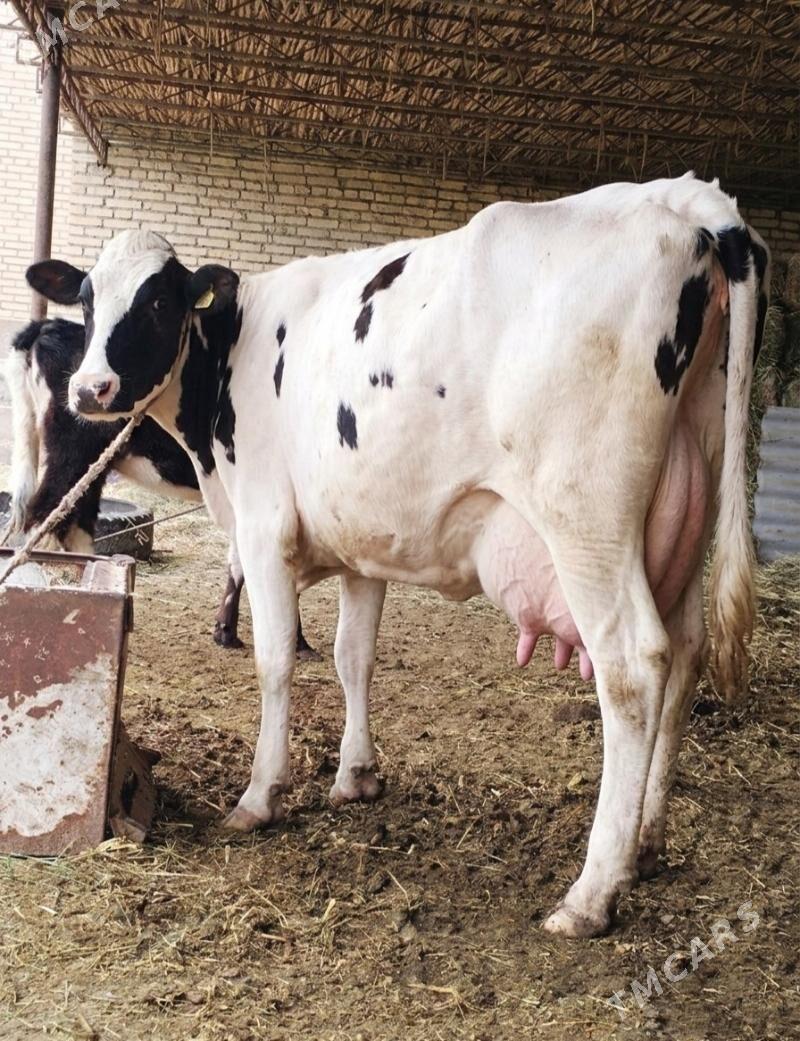 goleli sygyr - Çärjew - img 1