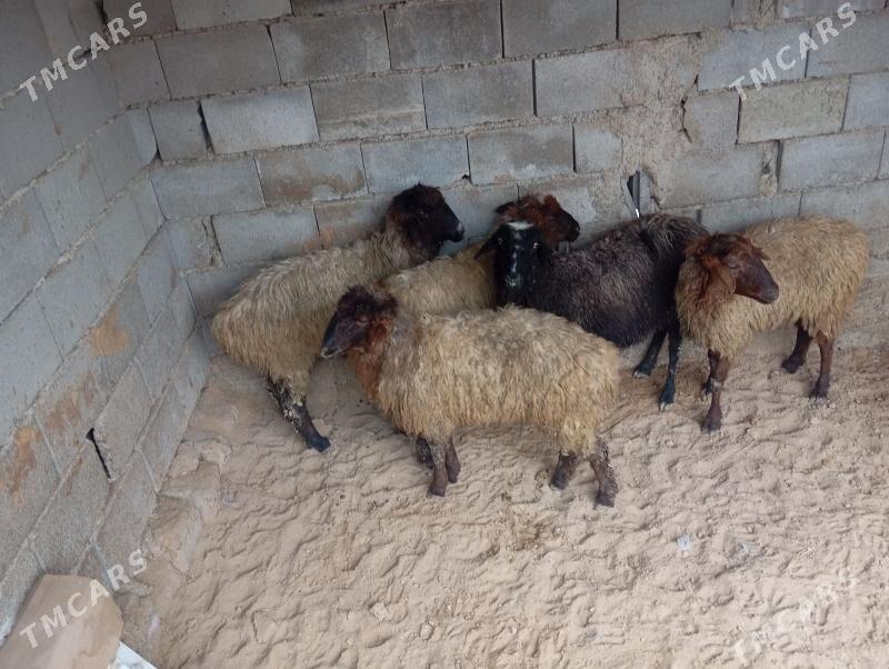 goyun işşek - Ашхабад - img 1