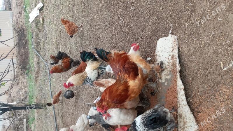 horaz - Кака - img 1