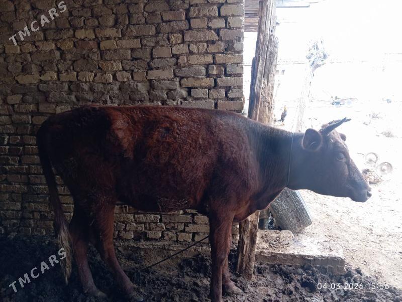 GULAJYN - Murgap - img 1