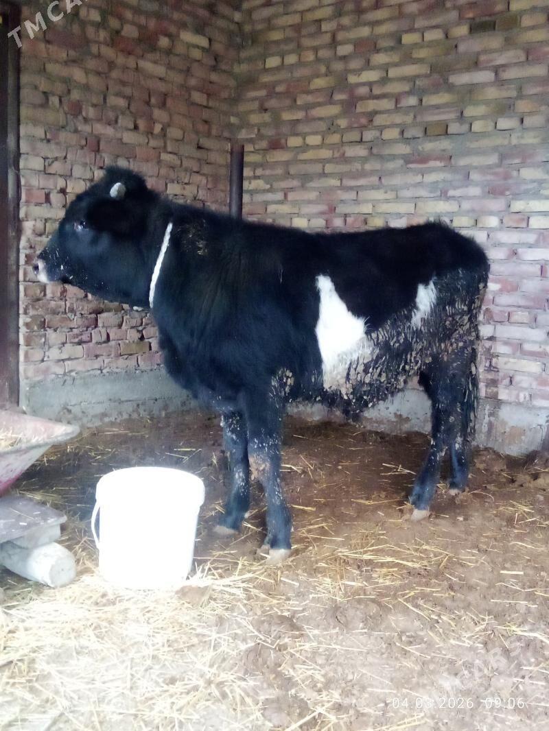 Öküz Tohum Gibrit 1 ýaş 1 aý - Гёкдепе - img 1