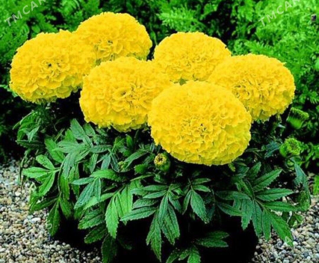 Тагетс ( Бархатцы) - Türkmenabat - img 1