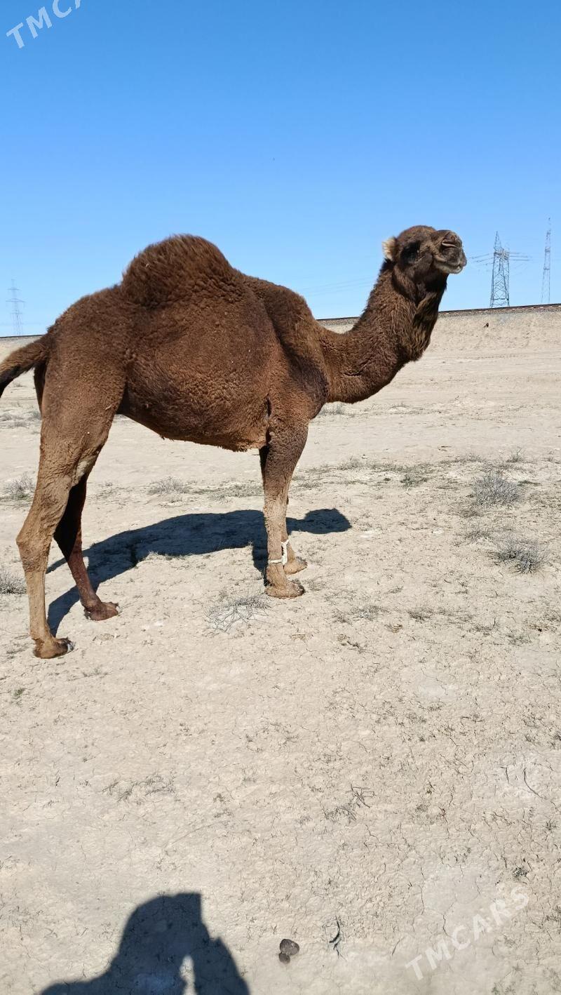 Düýe - Türkmenbaşy - img 1