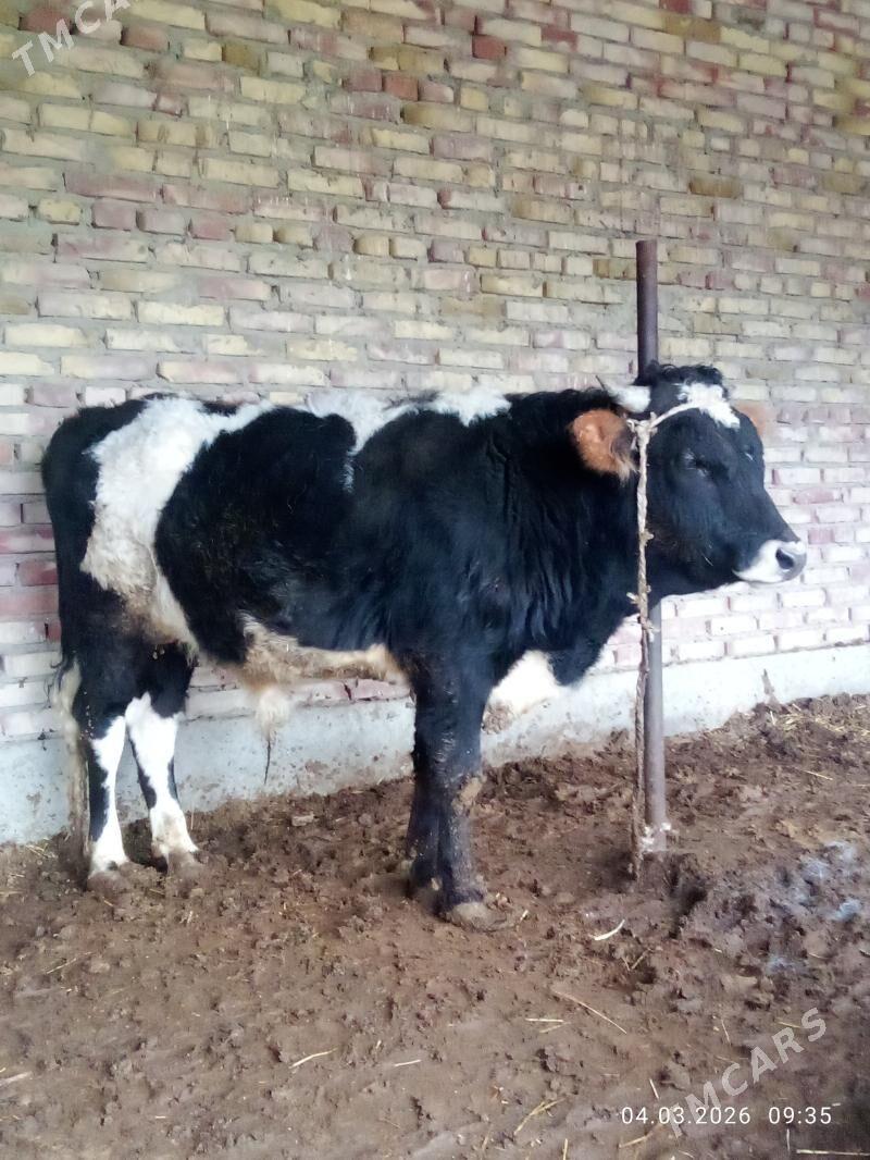 Öküz Tohhm Gibrit 2 ýaşynda - Gökdepe - img 1