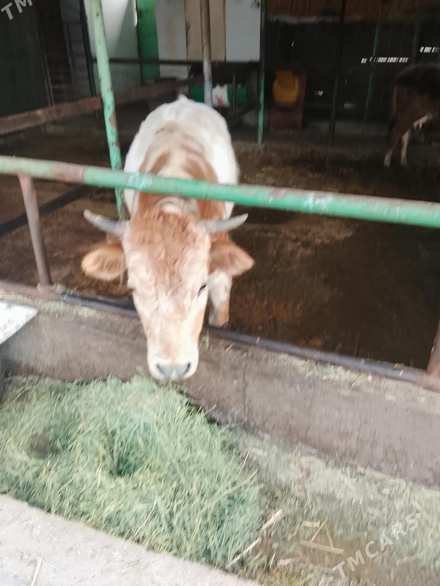 okuz - Ýaşlyk - img 1