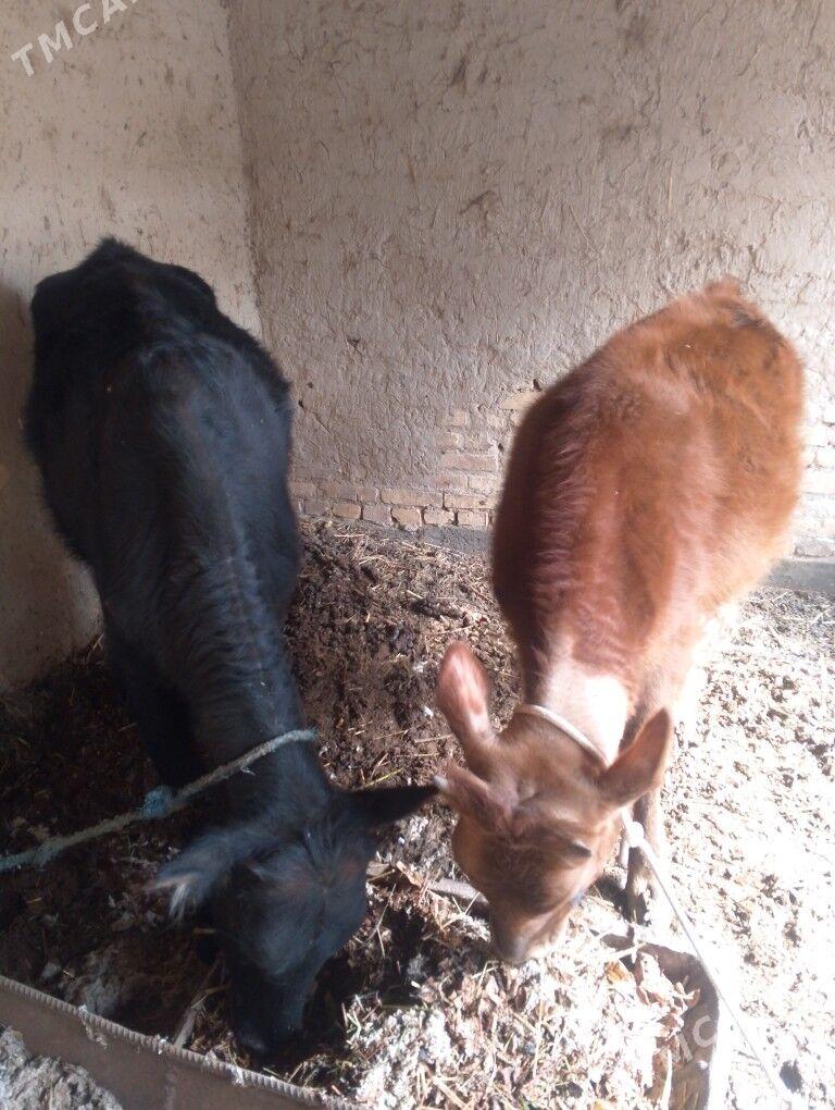 unajin - Dänew - img 1