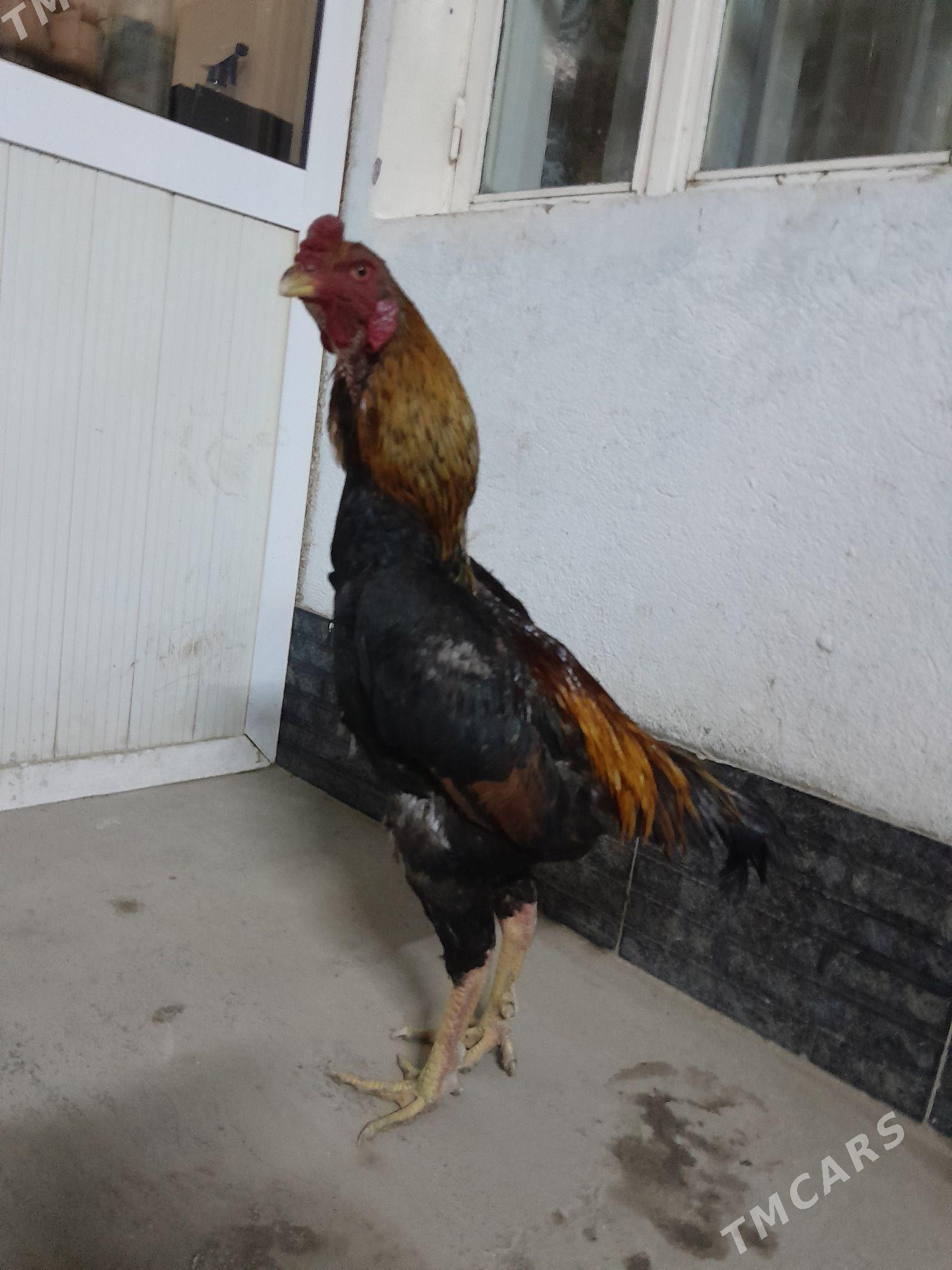 bayes horaz - Туркменабат - img 1