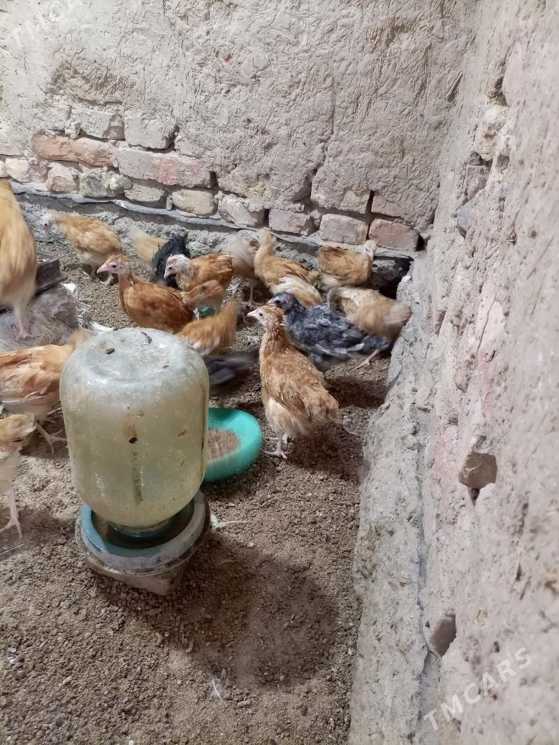 juyje - Gubadag - img 1