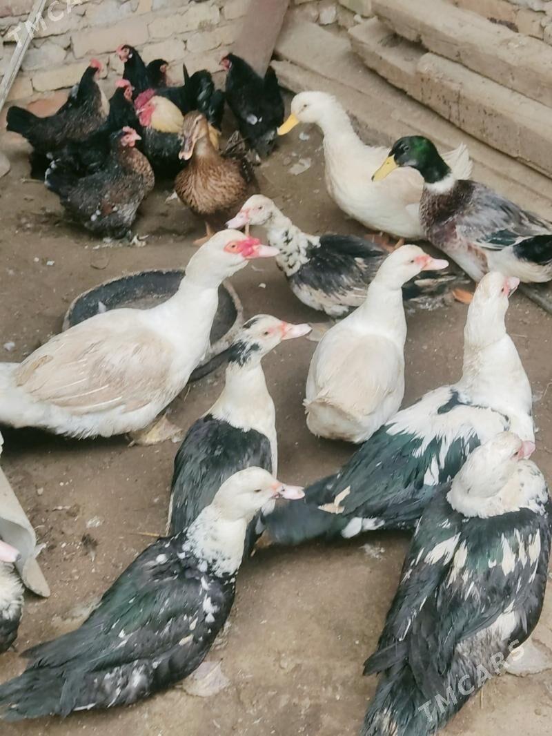 muskus - Türkmenabat - img 1