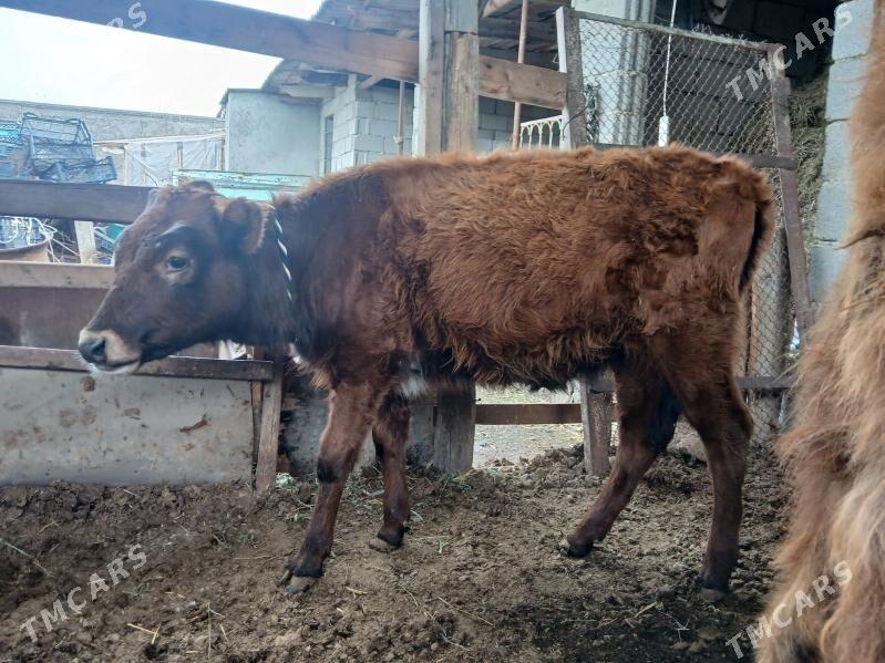 2si bile - Büzmeýin - img 1