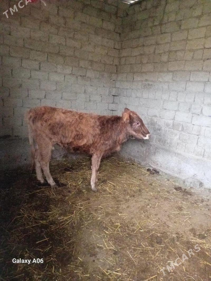 tuwe - Bäherden - img 1