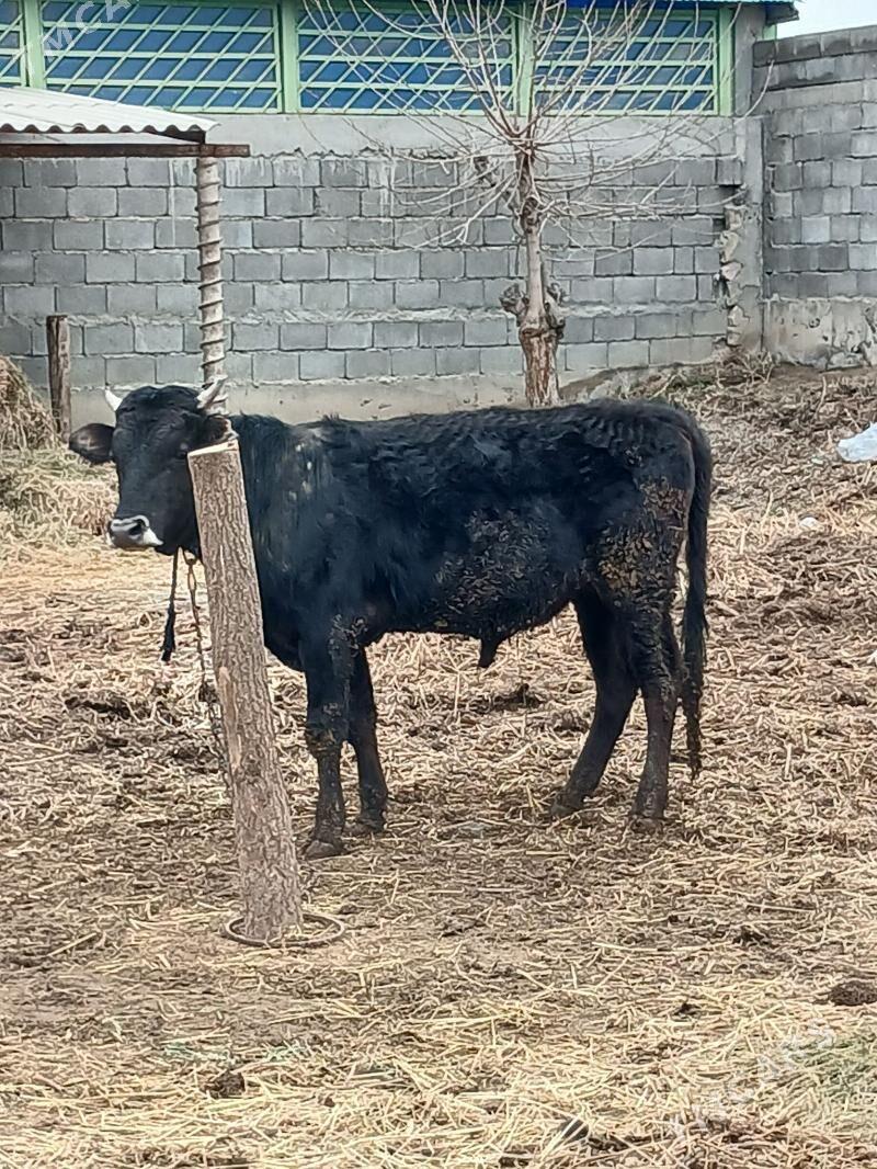 OKUZ - Gökdepe - img 1