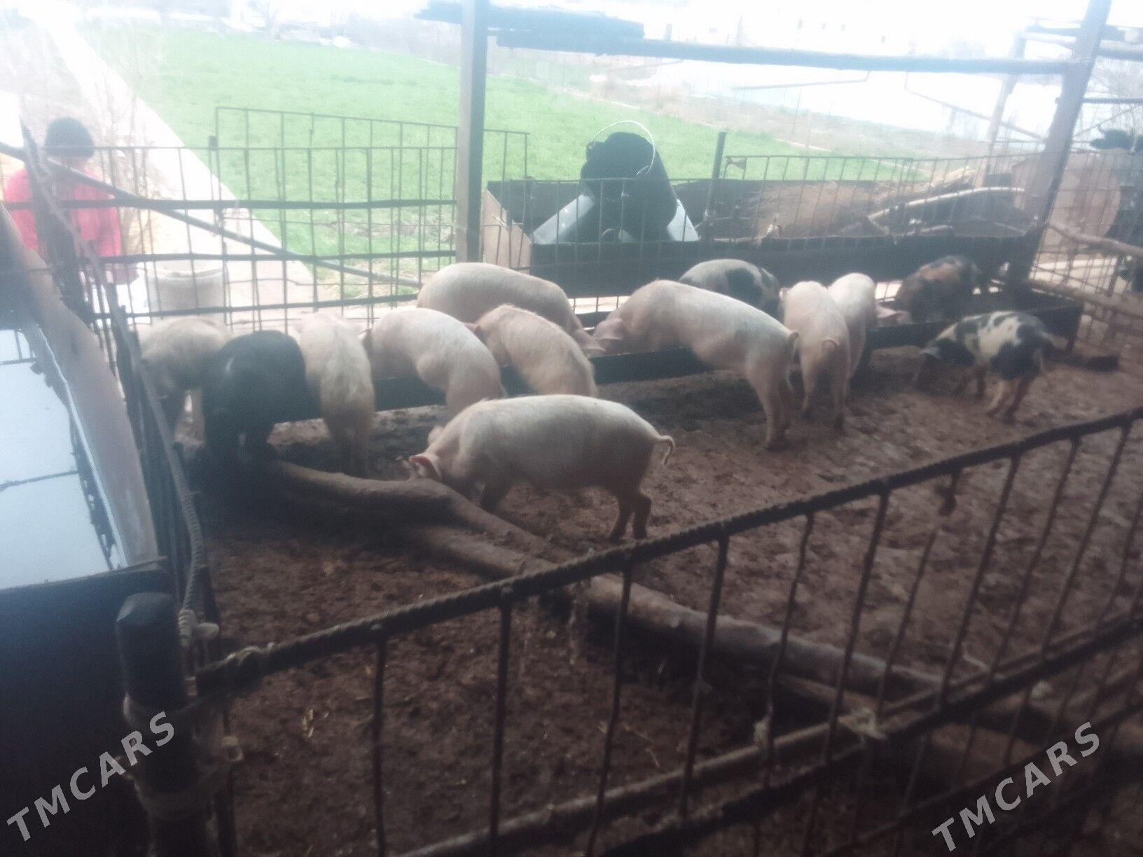 донуз - Çärjew - img 1