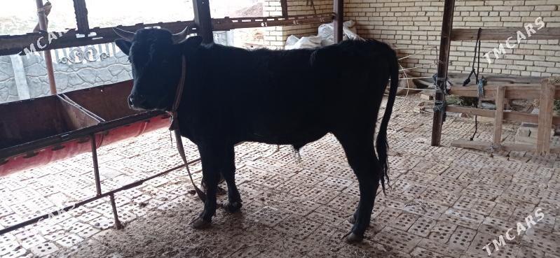 òkùz - Wekilbazar - img 1