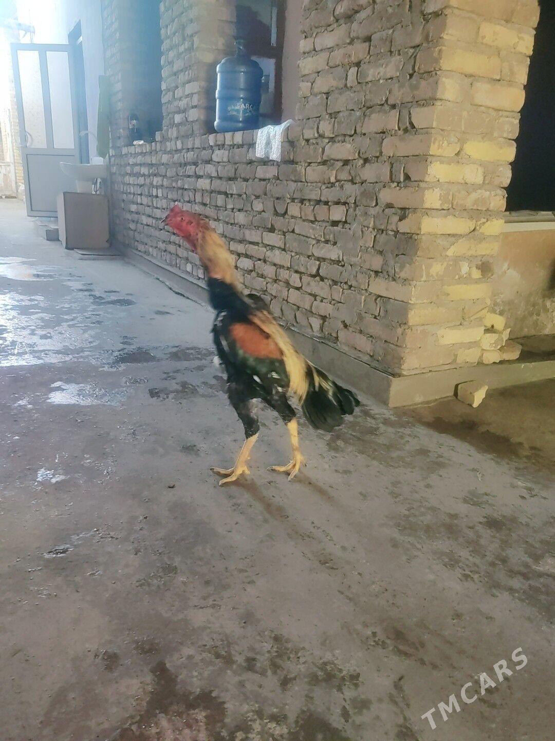 Azil - Туркменабат - img 1