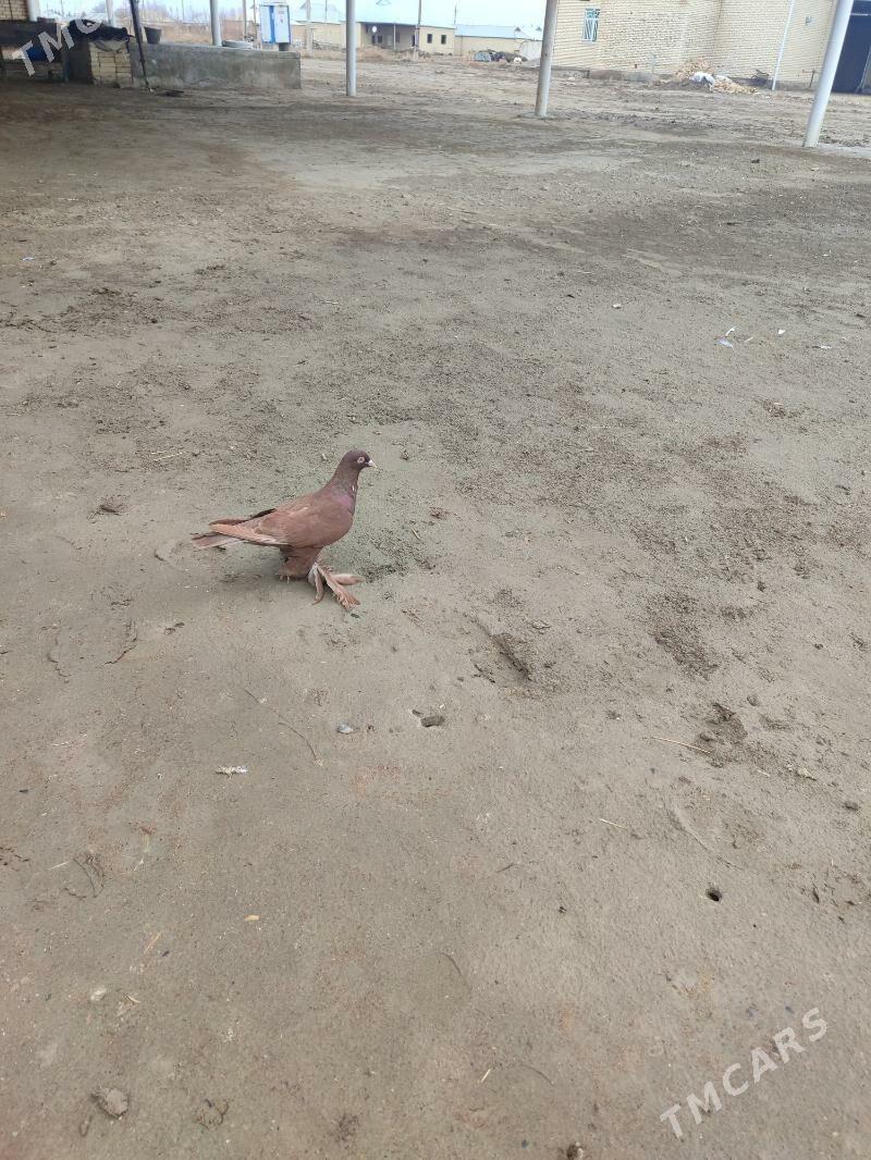 kepderi - Wekilbazar - img 1