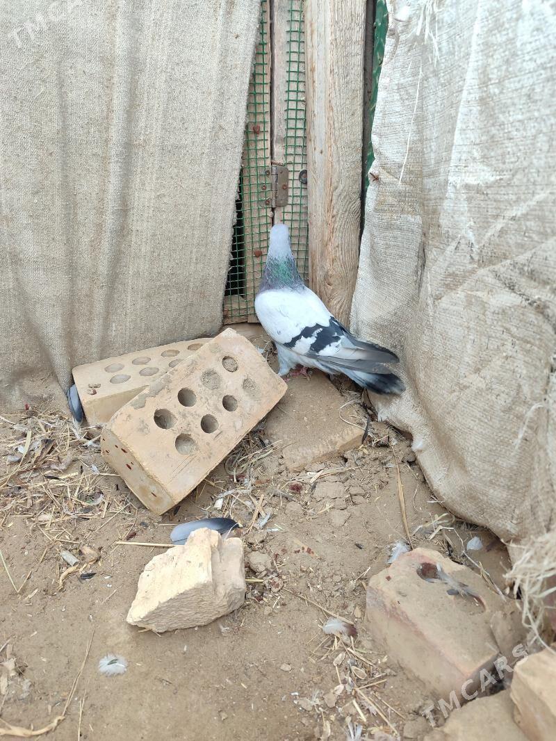 kepderi - Векильбазар - img 1