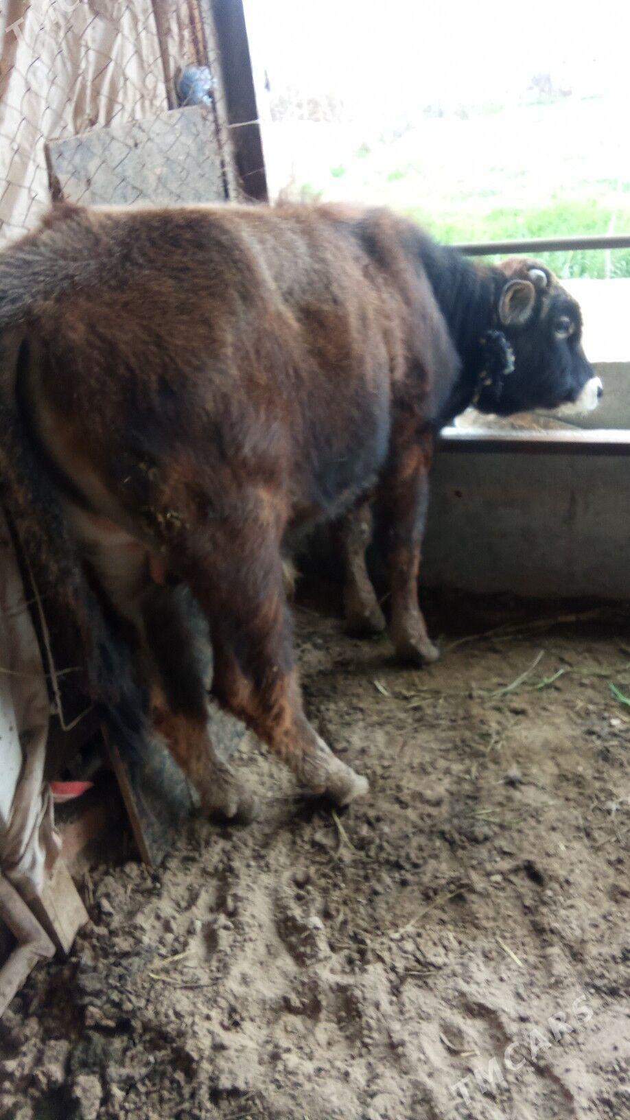 öküz - Babadaýhan - img 1