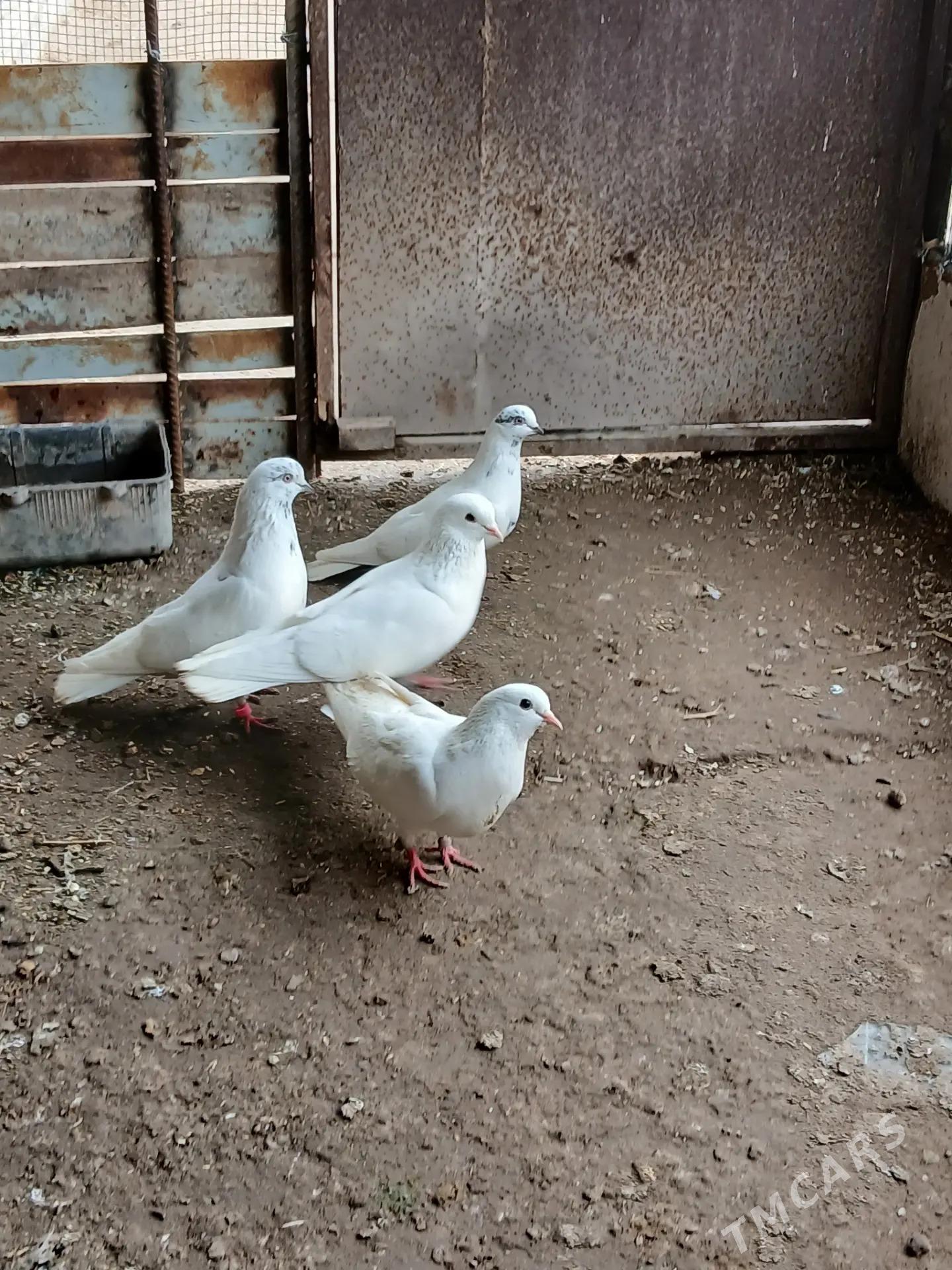 kepder - Фарап - img 1