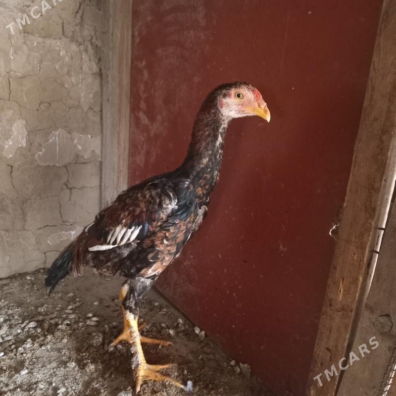 baysy juyje - Мары - img 1