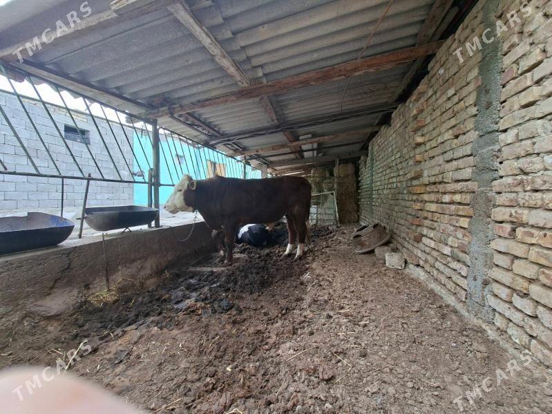 okuz simental - Çoganly - img 1