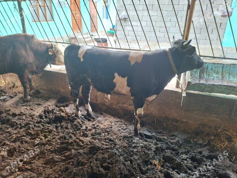 okuz - Çoganly - img 1