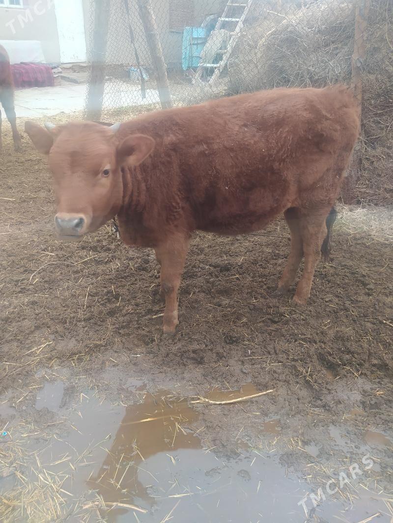 gulajyn - Байрамали - img 1