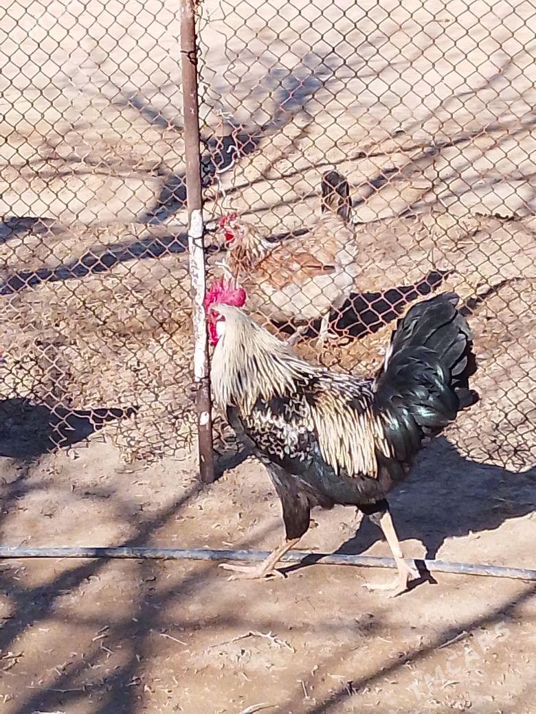 Horazlar - Туркменбаши - img 1