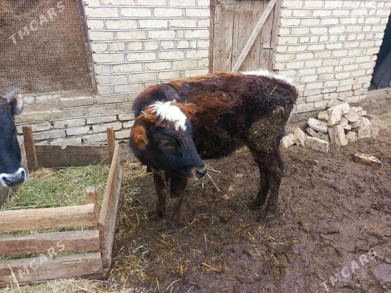 göle - Baýramaly - img 1