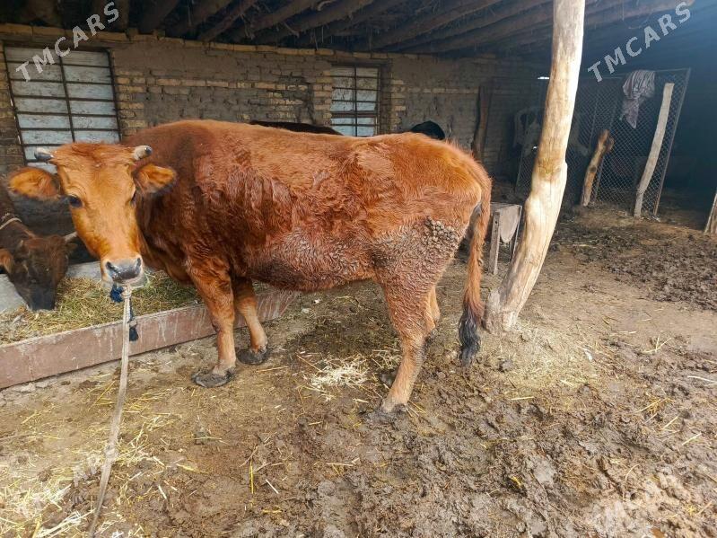 bogaz sygyr - Baýramaly - img 1