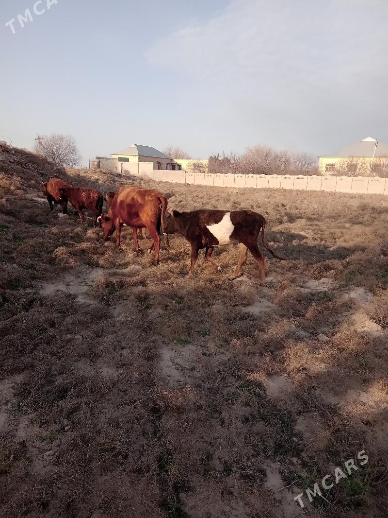 gulojynlanlar okuzler - Baýramaly - img 1