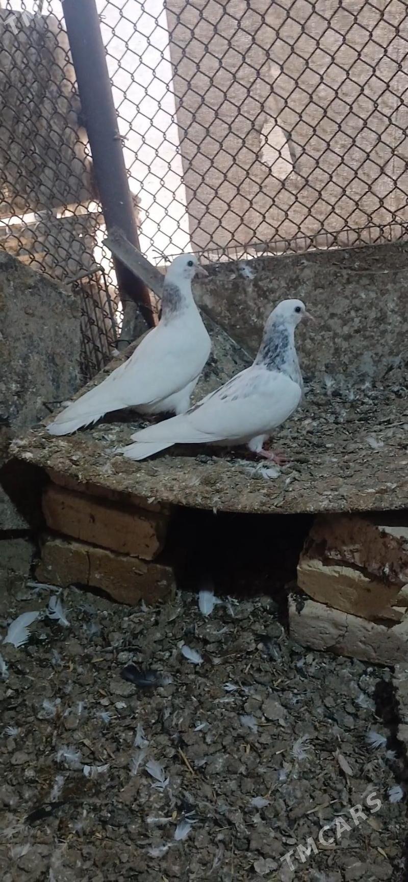 kepder - Mary - img 1