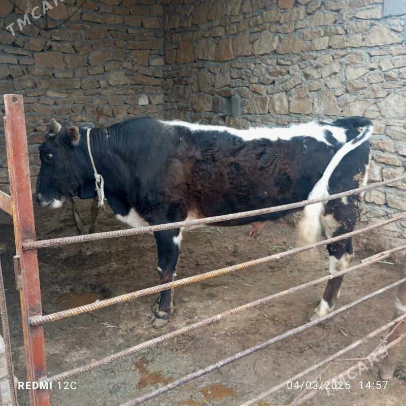 satlyk öküzler - Magdanly - img 1