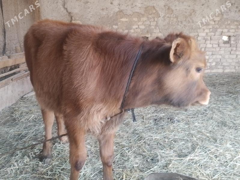 okuz - Baýramaly - img 1