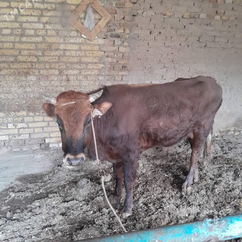 ökúz - Türkmenabat - img 1