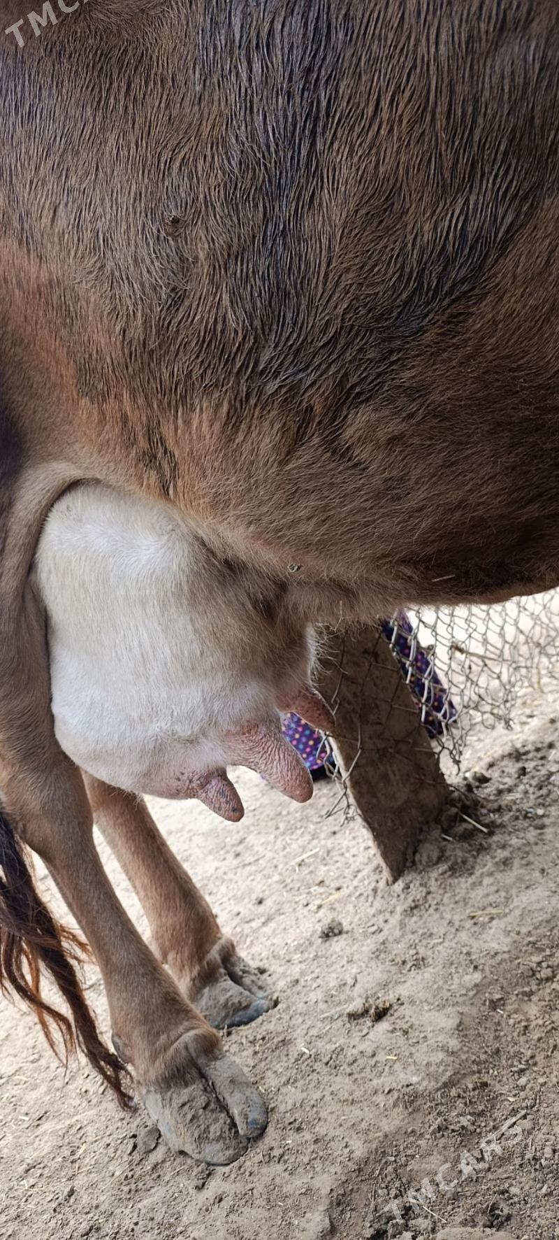 Sygyr - Этрек - img 1