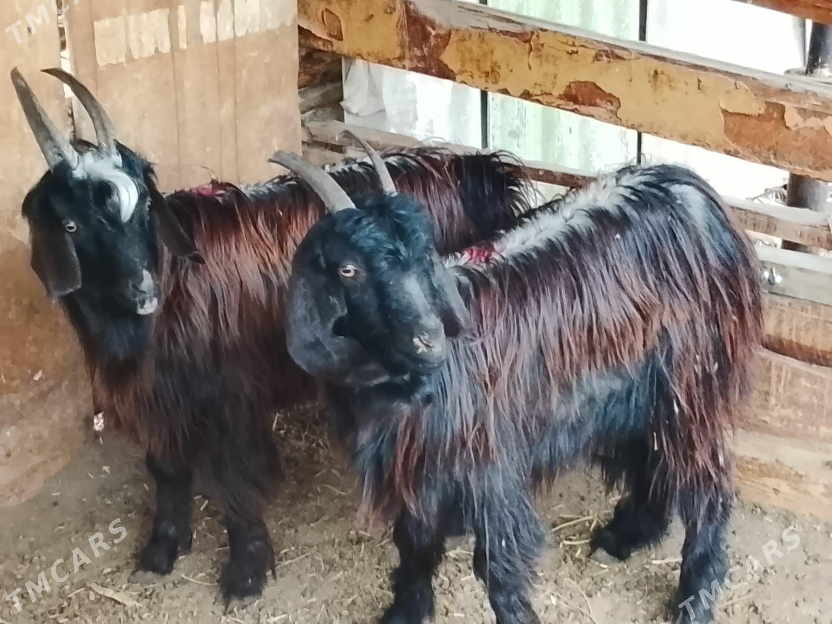 Cebis - Bagyr - img 1