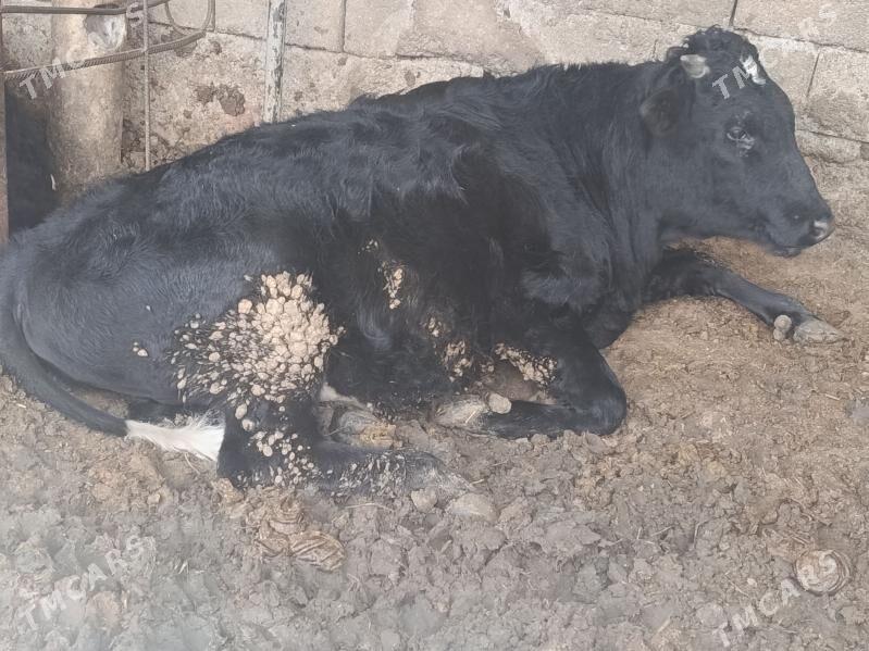 öküz - Ak bugdaý etraby - img 1