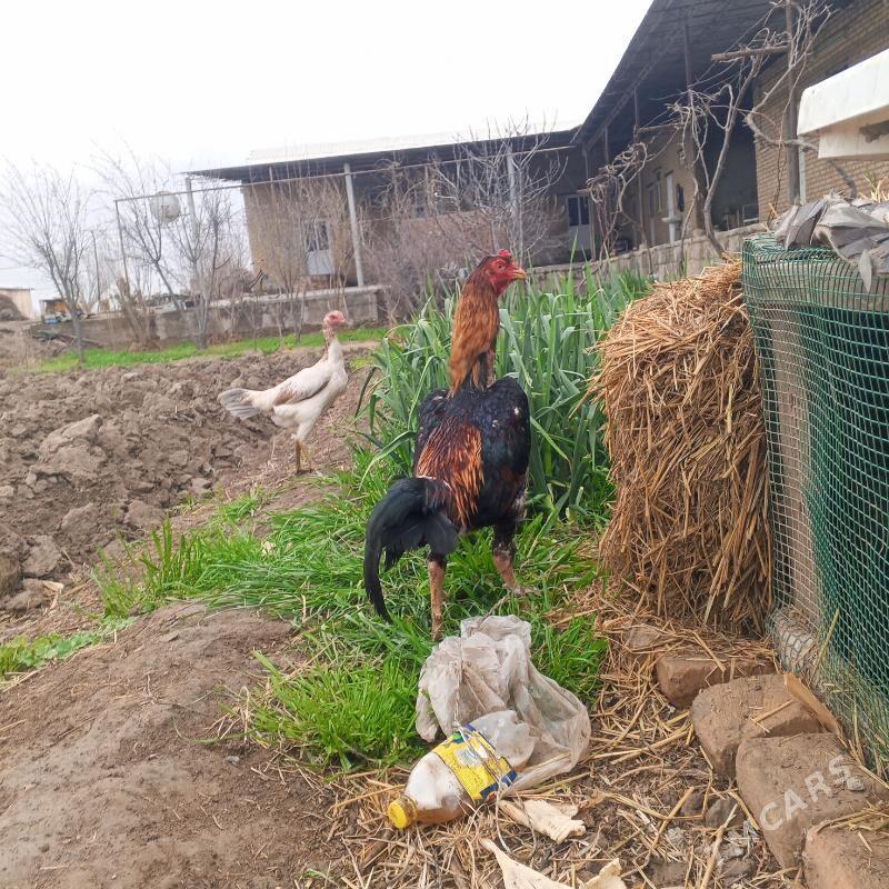 Baysy horaz - Саят - img 1